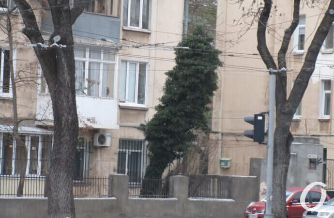 первый снег в Одессе, падающее дерево