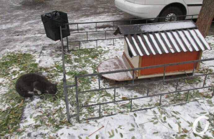 первый снег в Одессе, котик