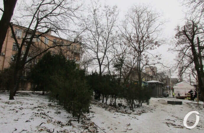 первый снег в Одессе, елки