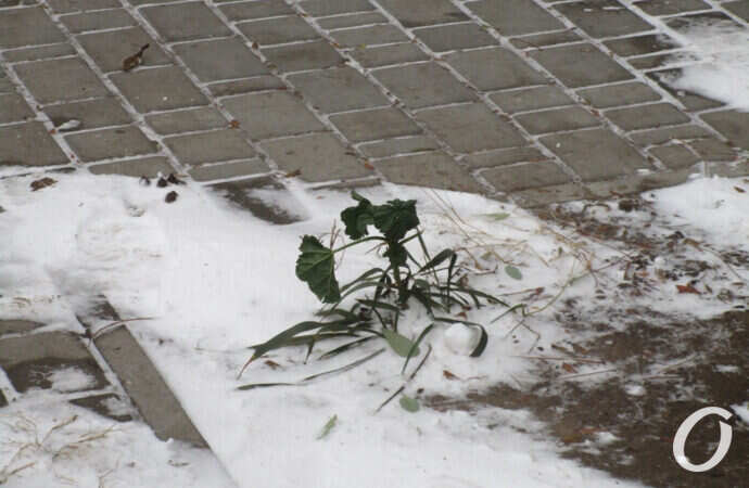 первый снег в Одессе, птицы