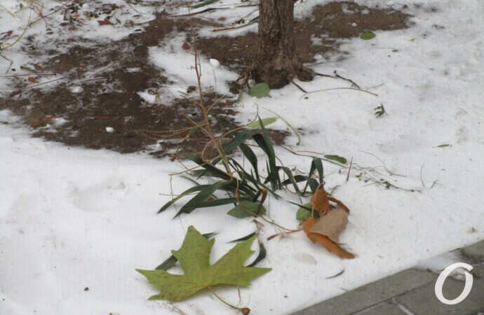 первый снег в Одессе, листья