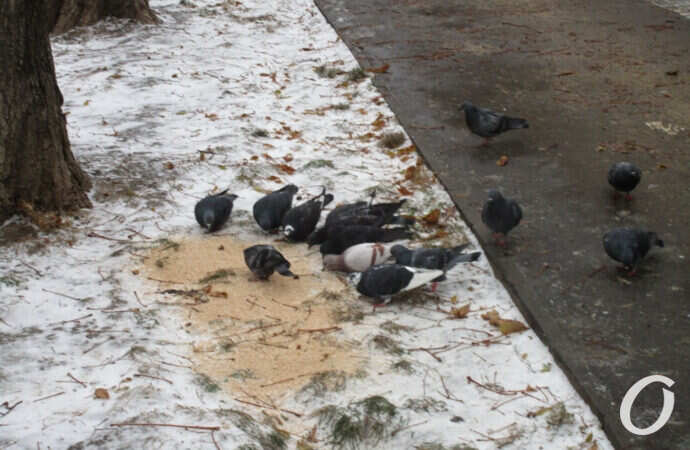 первый снег в Одессе, кормежка птиц