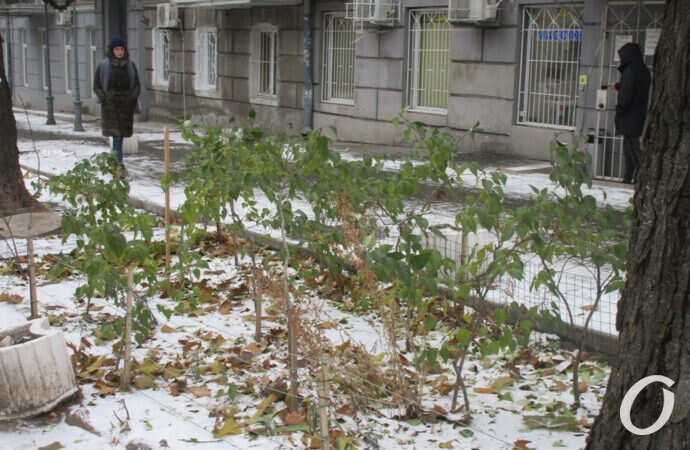 первый снег в Одессе, осень и зима