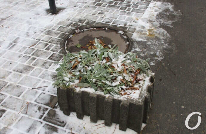 первый снег в Одессе, клумба