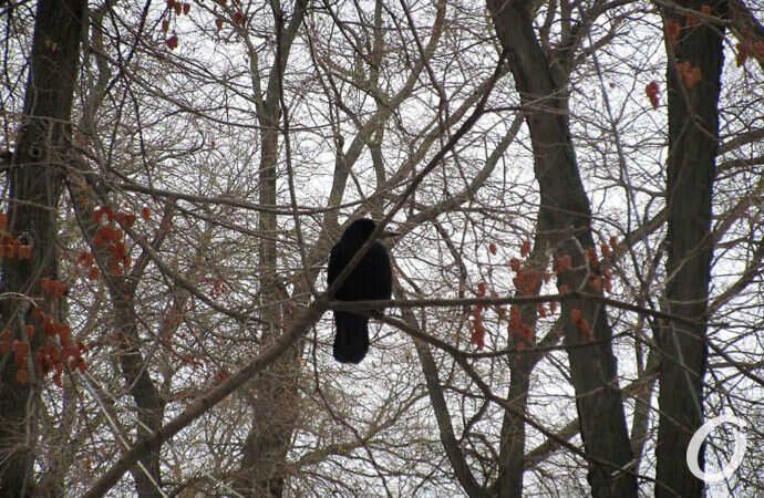сквер Мечникова, птица