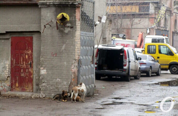 улица Одария, собаки