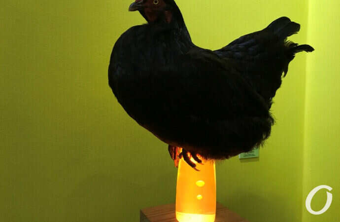 Выставка, курица