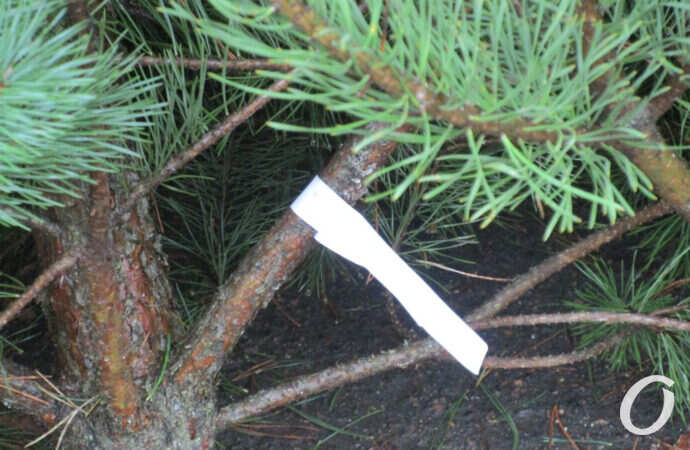 бирка на елке