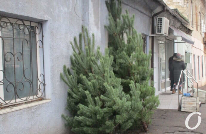 елочный базар маленький