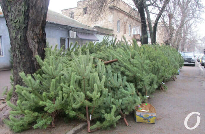 продают елки