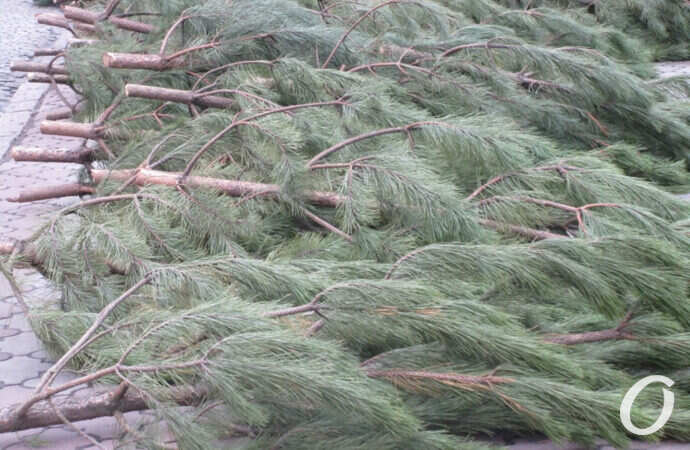 Новогодние приготовления, елки