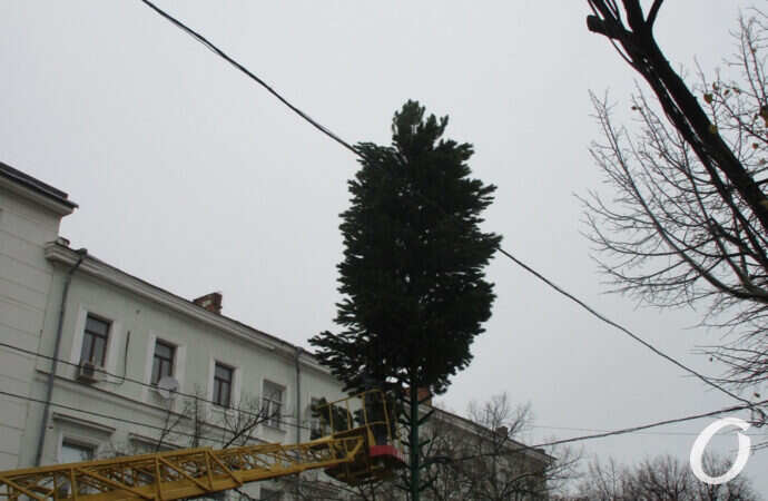 Новогодние приготовления, устанавливают елку