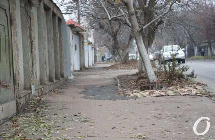 улица Чубаевская, деревья