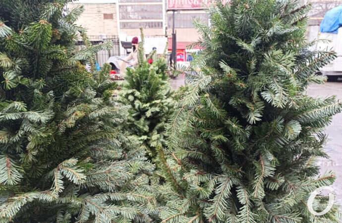елочный базар в Одессе