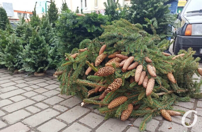 елочный базар, шишки