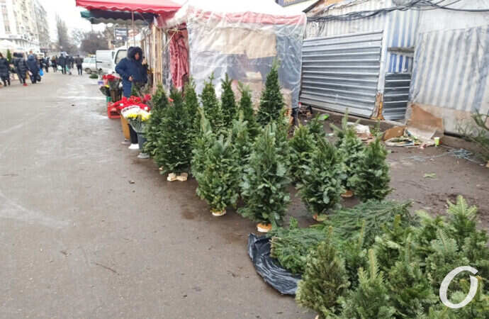 елочный базар, маленькие елочки