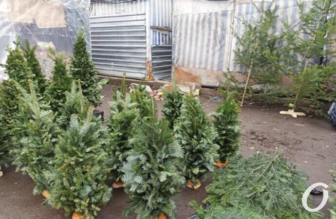 елочный базар, елочки