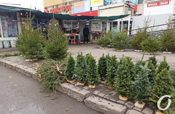 елочный базар у Привоза
