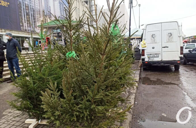 елочный базар, сосенки