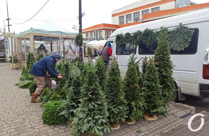 елочный базар возле одесского Привоза