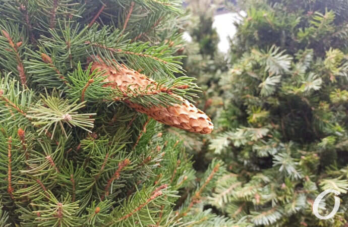 елочный базар, шишка