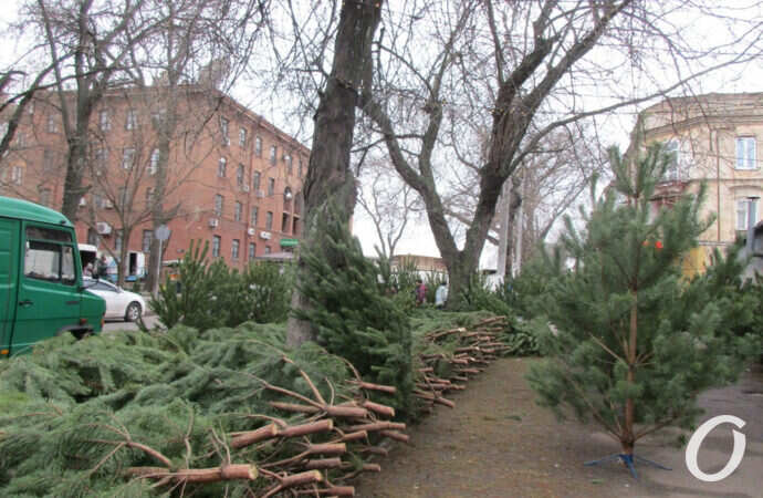 елочный базар, елки лежат