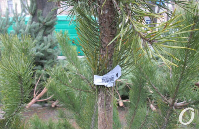 елочный базар, елка с биркой