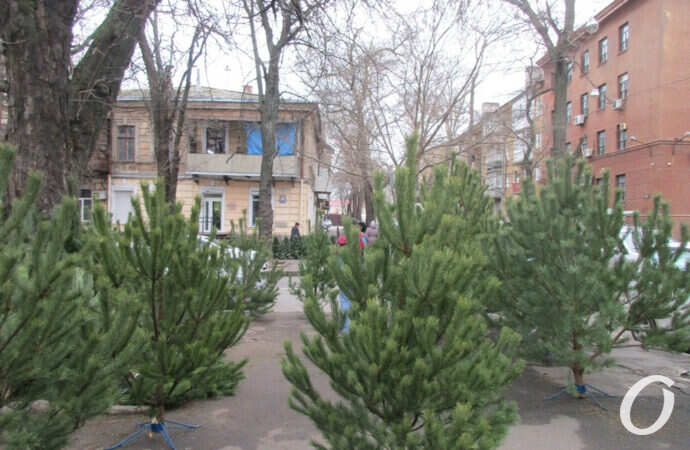 елочный базар, сосенки