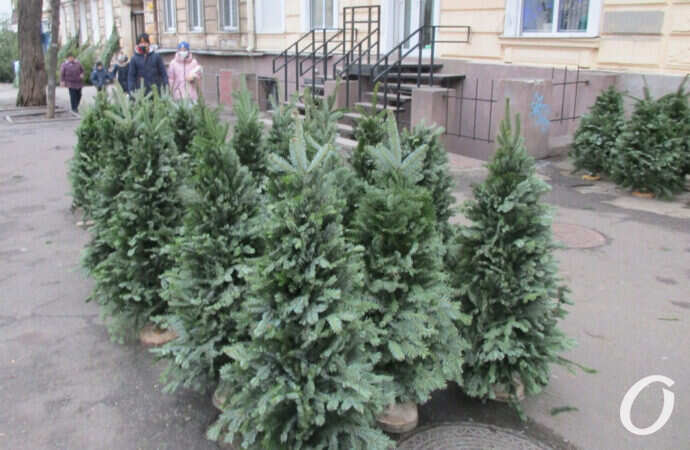 елочный базар, ели