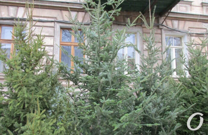 елочный базар, большие ели