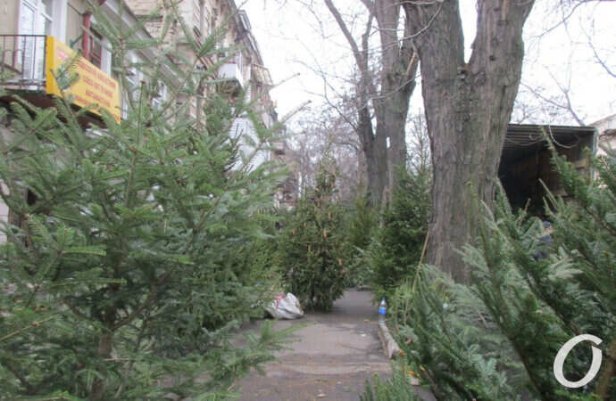 елочный базар, сосны и ели