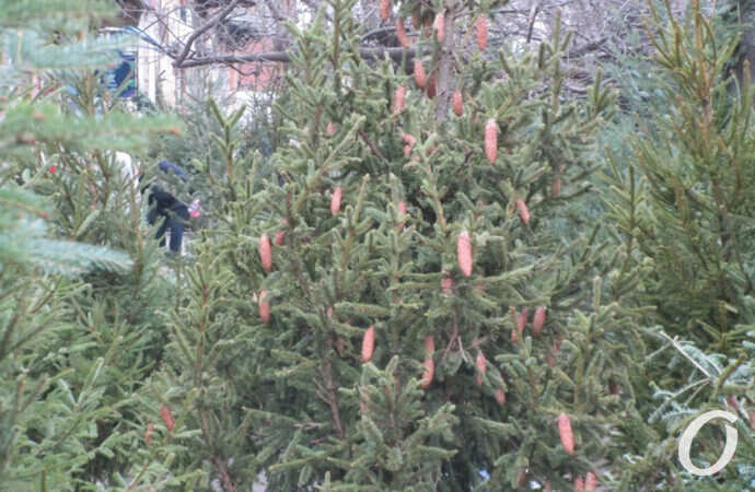 елочный базар, елка с шишками