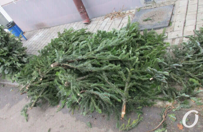 елочный базар, ветки