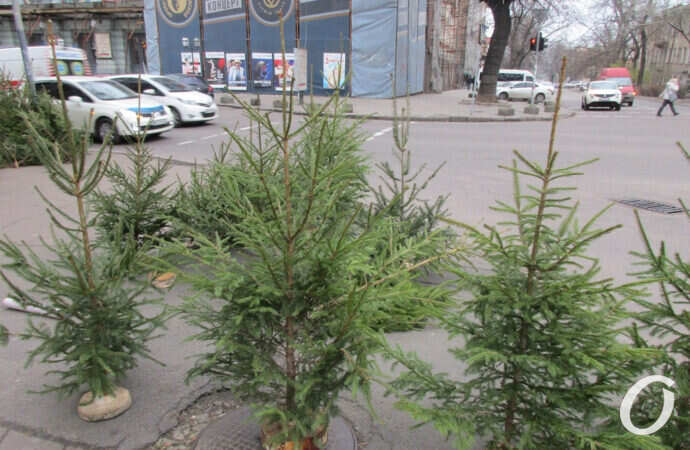 елочный базар, елочки