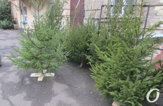 елочный базар, елки на крестовине