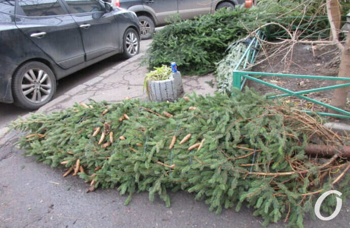 елочный базар, елка с шишками