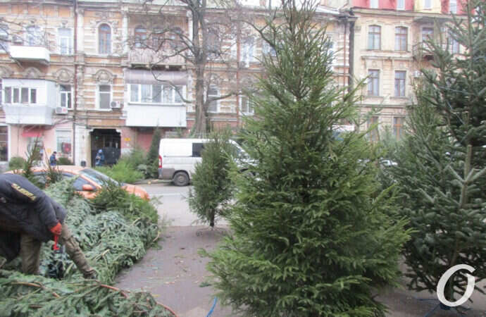 елочный базар, большая елка