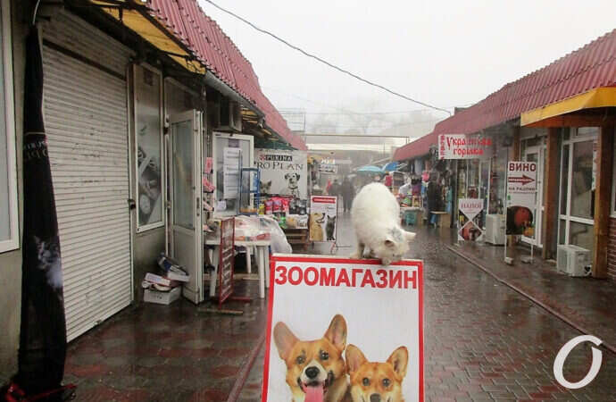 Новый базар, зоомагазин