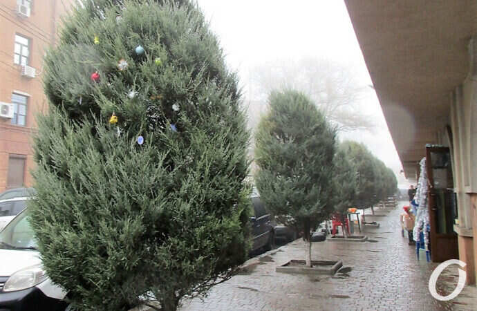 Новый базар, елки