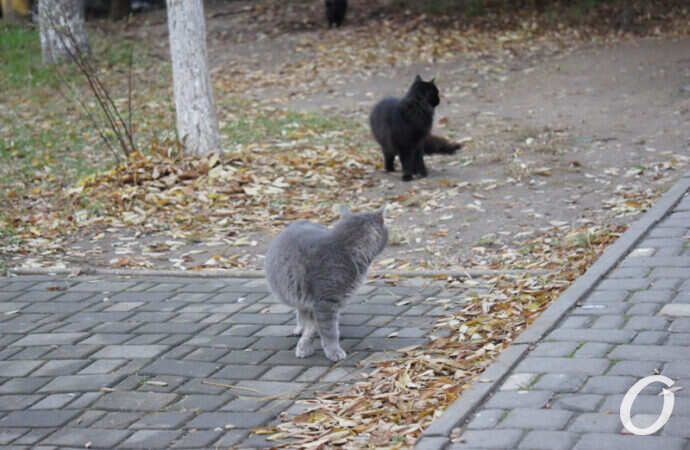 Одесские котики на Трассе здоровья