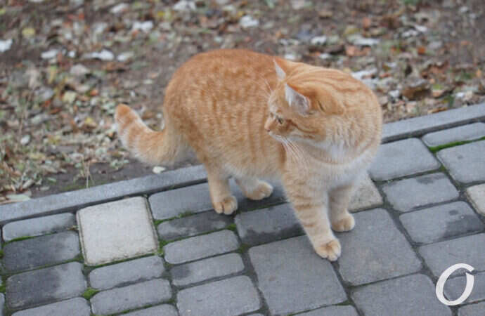 Одесские котики, рыжий на дорожке