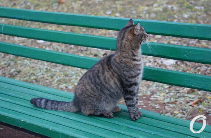 Одесские котики, на скамейке