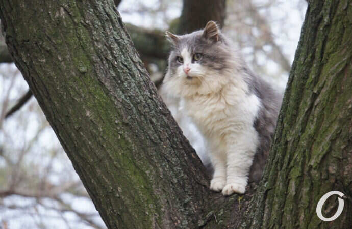 Одесские котики, кошка на дереве