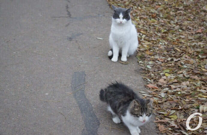 Одесские котики, два кота на дорожке
