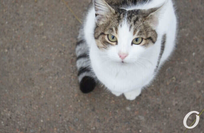 Одесские котики, кошка на дорожке