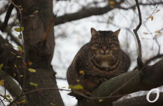 Одесские котики, на дереве