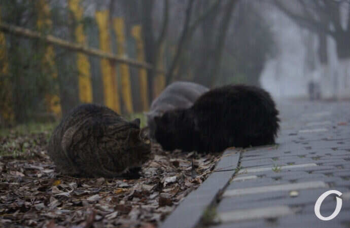 Одесские котики, кошачья компания