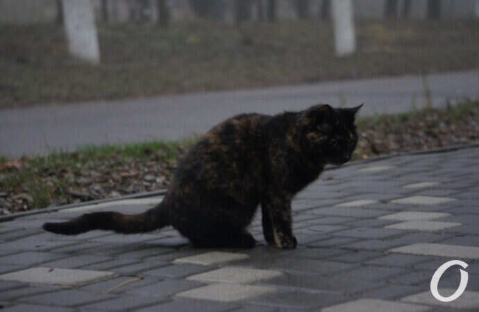 Одесские котики, темный кот