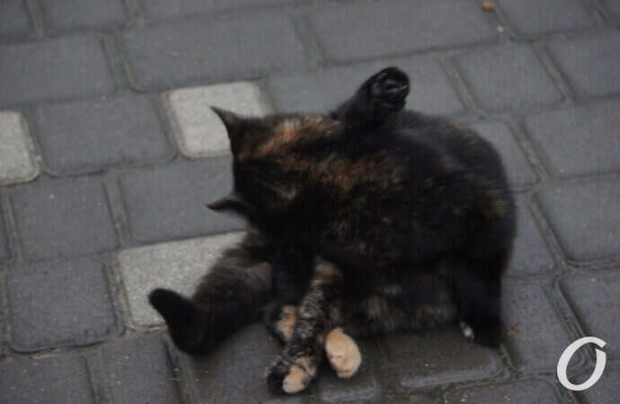 Одесские котики, кот умывается