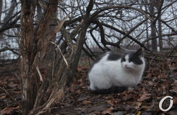 Одесские котики, кошка на земле